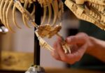 LEGO Jurassic World Dinosaur Fossils - Tyrannosaurus Rex For 18+ Years 3145 Pieces - Image 12