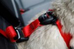 Zolux Travel Safe S Red Dog Harness - Image 5