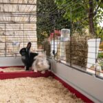 Ferplast Krolik 160 Metal Cage for Rabbits 162x60x50cm - Image 5