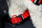 Zolux Travel Safe S Red Dog Harness - Image 4