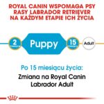 ROYAL CANIN SHN Breed Labrador Junior dry dog food - 12 kg - Image 4