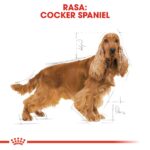 ROYAL CANIN Adult Cocker - dry dog food - 12 kg - Image 2
