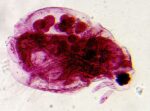 Delta Optical Biolight 300 microscope - Image 8