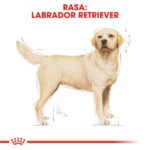 ROYAL CANIN Labrador Adult - dry dog food - 12 kg - Image 6