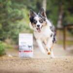 VETEXPERT Raw Paleo Ultra Medium&Large Adult Beef - dry dog ??food - 10 kg - Image 5