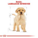 ROYAL CANIN SHN Breed Labrador Junior dry dog food - 12 kg - Image 3
