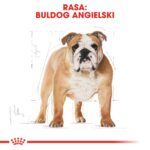 ROYAL CANIN Bulldog Adult - dry dog food - 12 kg - Image 5