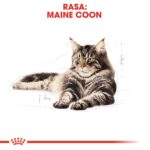 ROYAL CANIN FBN Maine Coon Adult dry cat food - 10kg - Image 4
