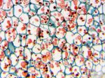 Delta Optical Biolight 300 microscope - Image 7