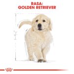 ROYAL CANIN Golden Retriever Puppy - dry dog food - 12 kg - Image 2