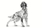ROYAL CANIN Dog Hepatic VHN - dry dog food - 7kg - Image 3