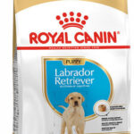 ROYAL CANIN SHN Breed Labrador Junior dry dog food - 12 kg