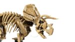 LEGO Jurassic World Triceratops for 18+ Years 1154 Pieces - Image 5